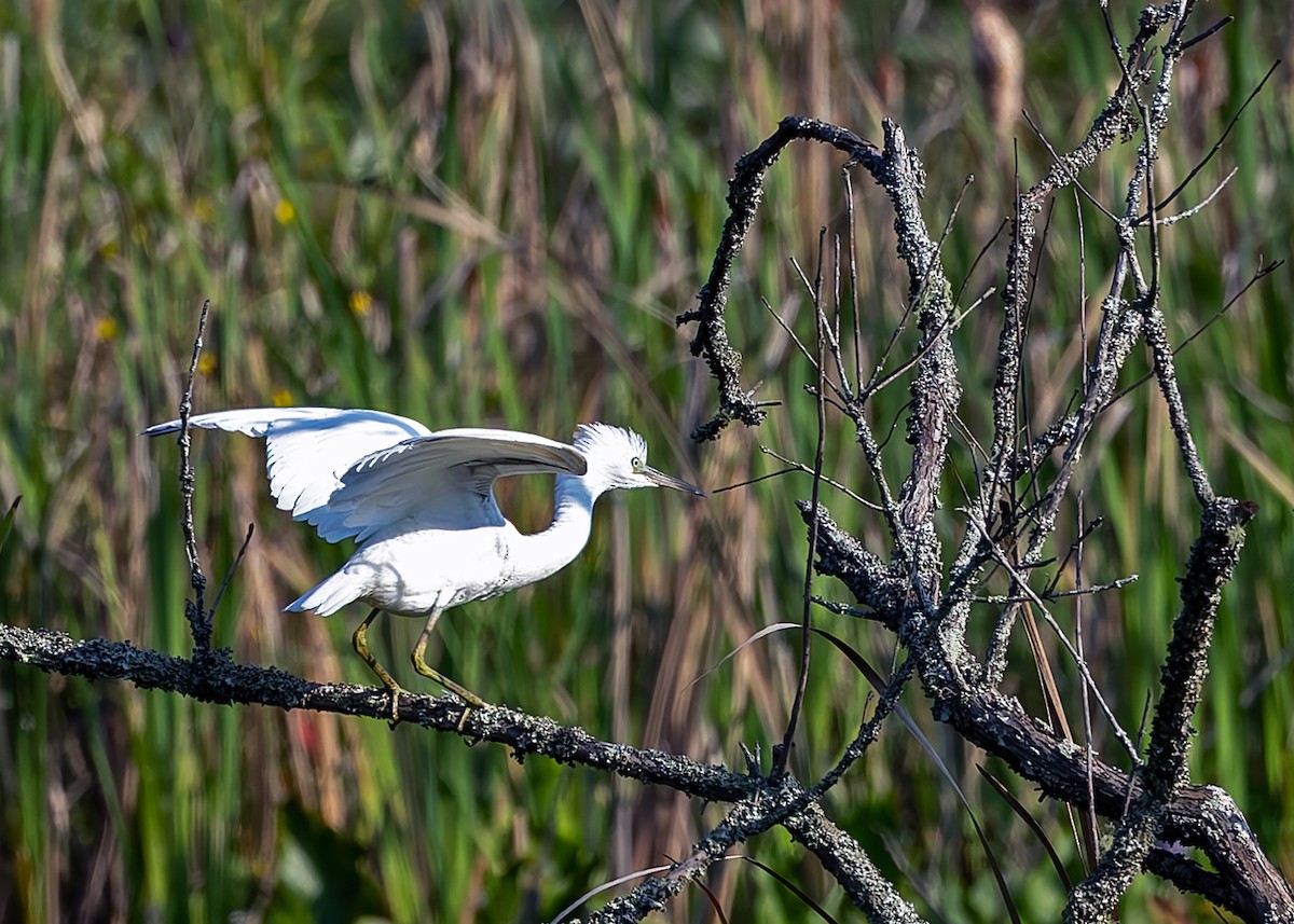 Little Blue Heron - ML642233991