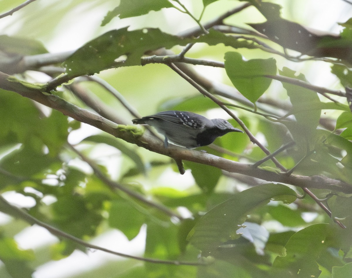 Long-winged Antwren - ML642234016