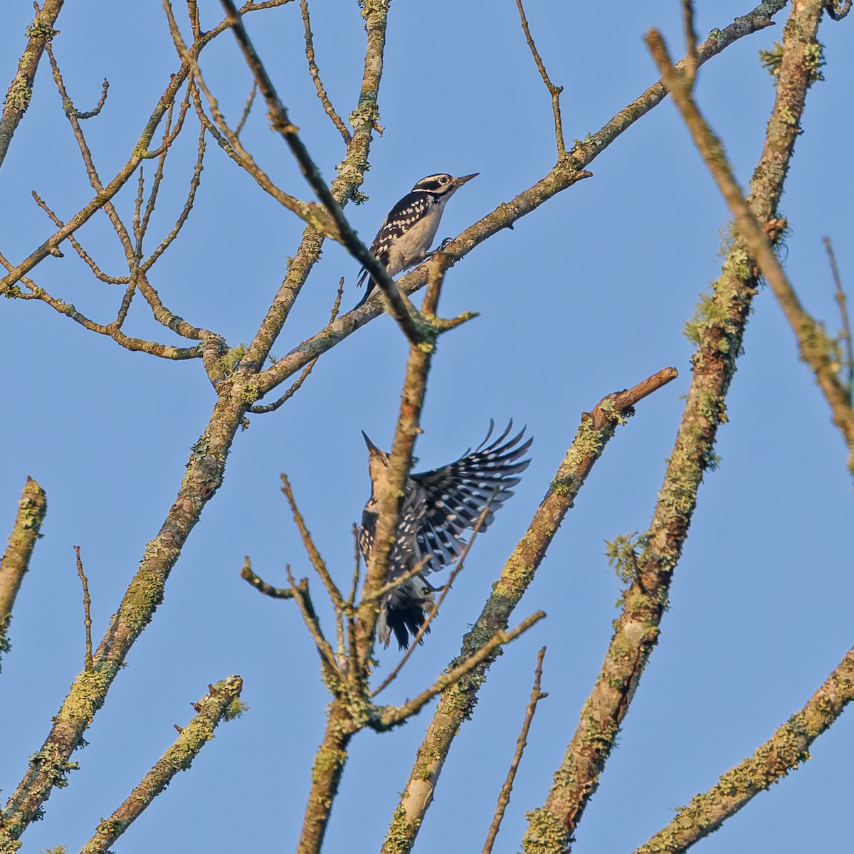 Hairy Woodpecker - ML642234020