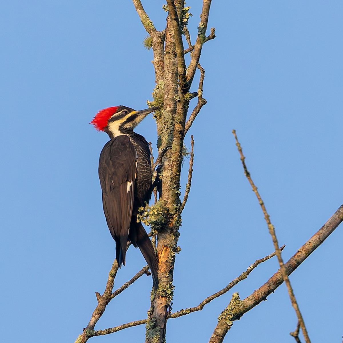 Pileated Woodpecker - ML642234032