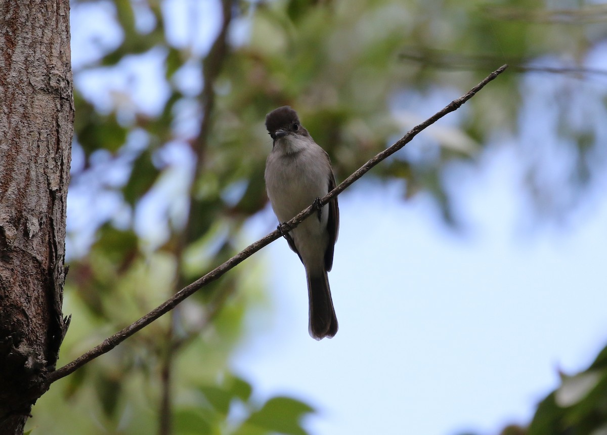Puerto Rican Flycatcher - ML642234054