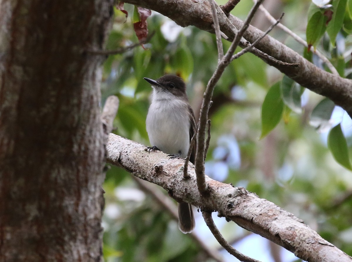 Puerto Rican Flycatcher - ML642234055