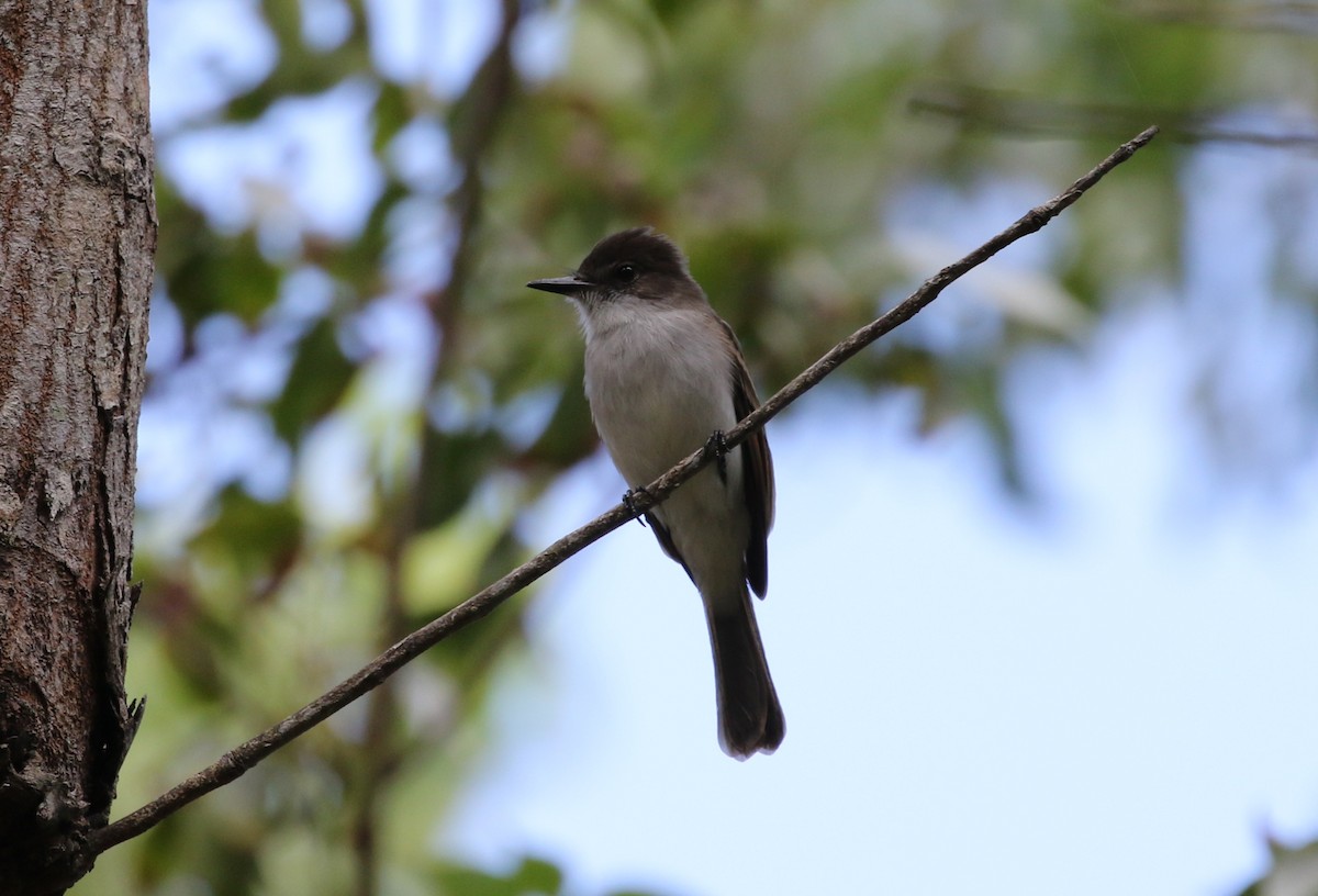 Puerto Rican Flycatcher - ML642234056