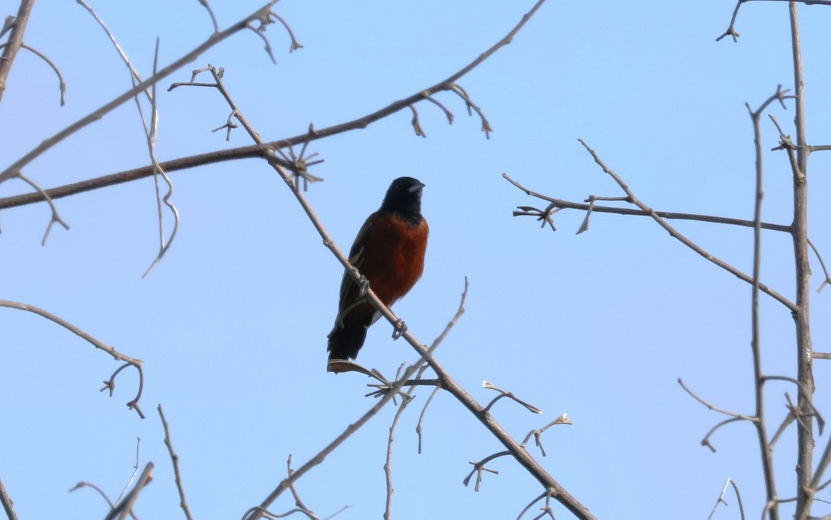 Orchard Oriole - ML642234068