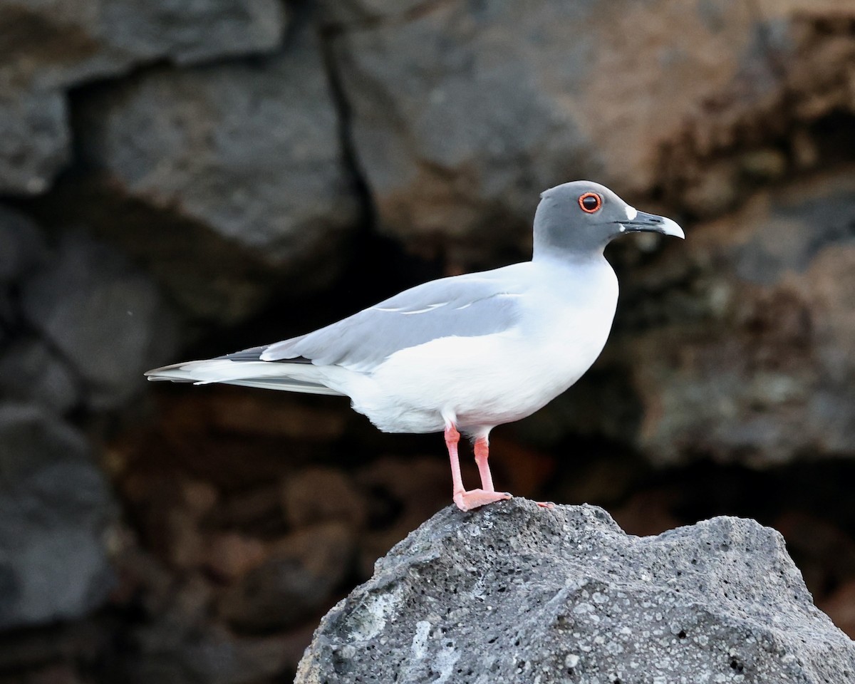 Swallow-tailed Gull - ML642234104