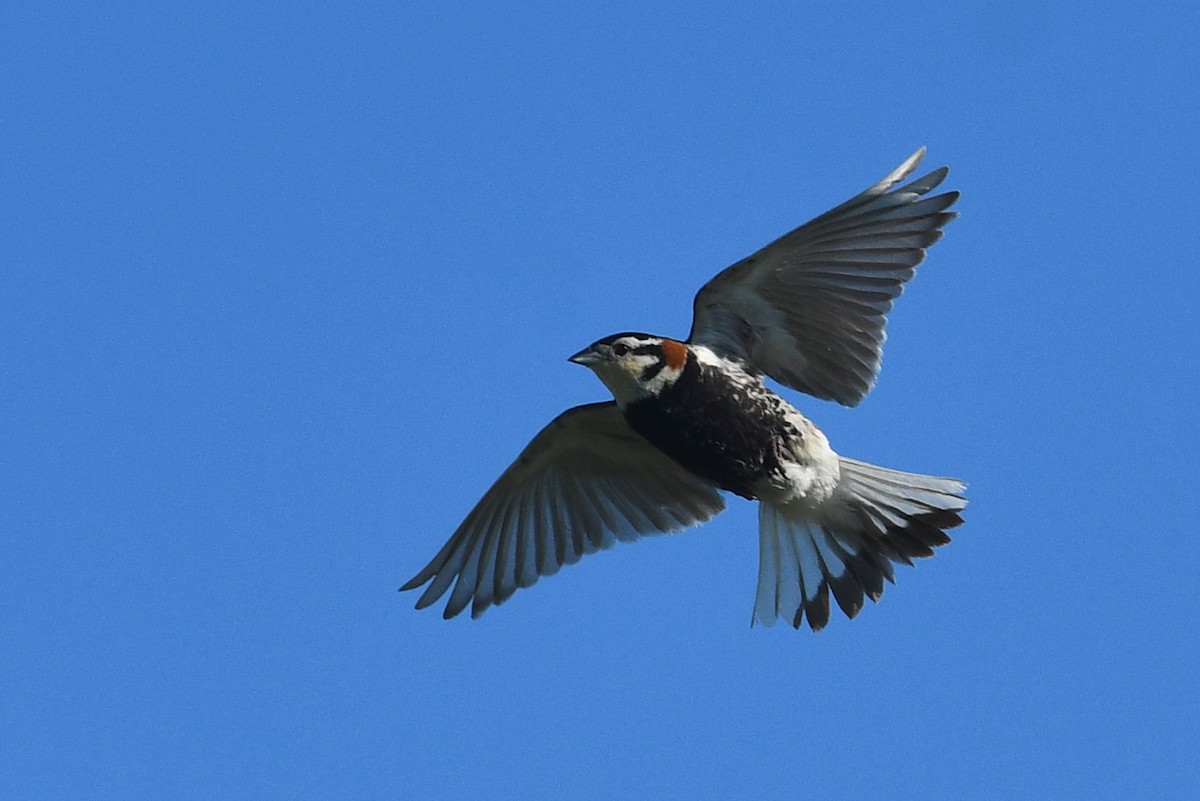 アカエリツメナガホオジロ - ML642234137