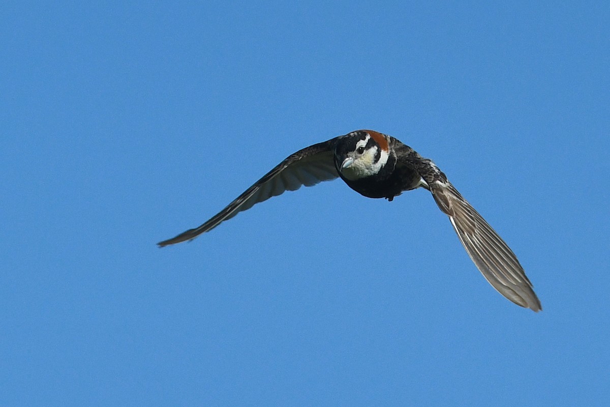アカエリツメナガホオジロ - ML642234139