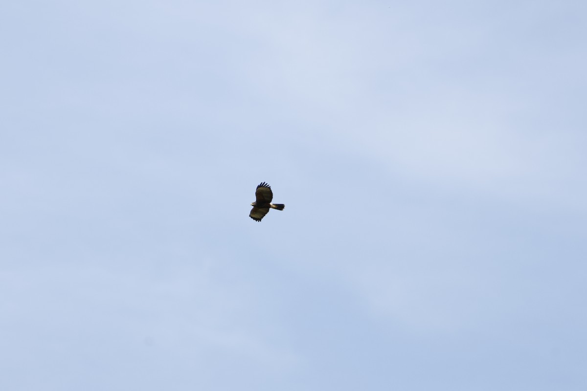 Harris's Hawk - ML642234178