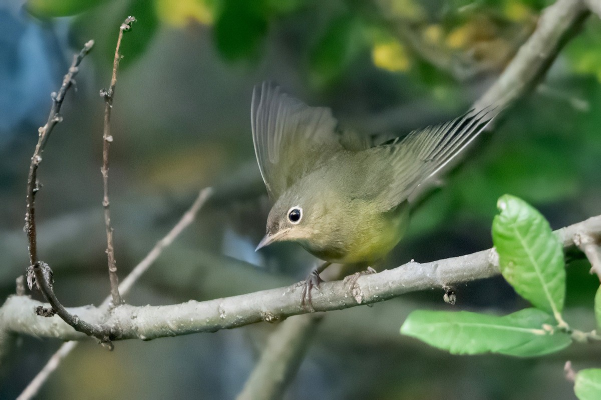 Connecticut Warbler - Sue Barth