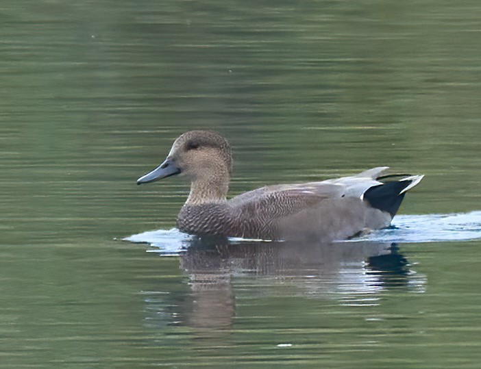 Gadwall - ML642234291