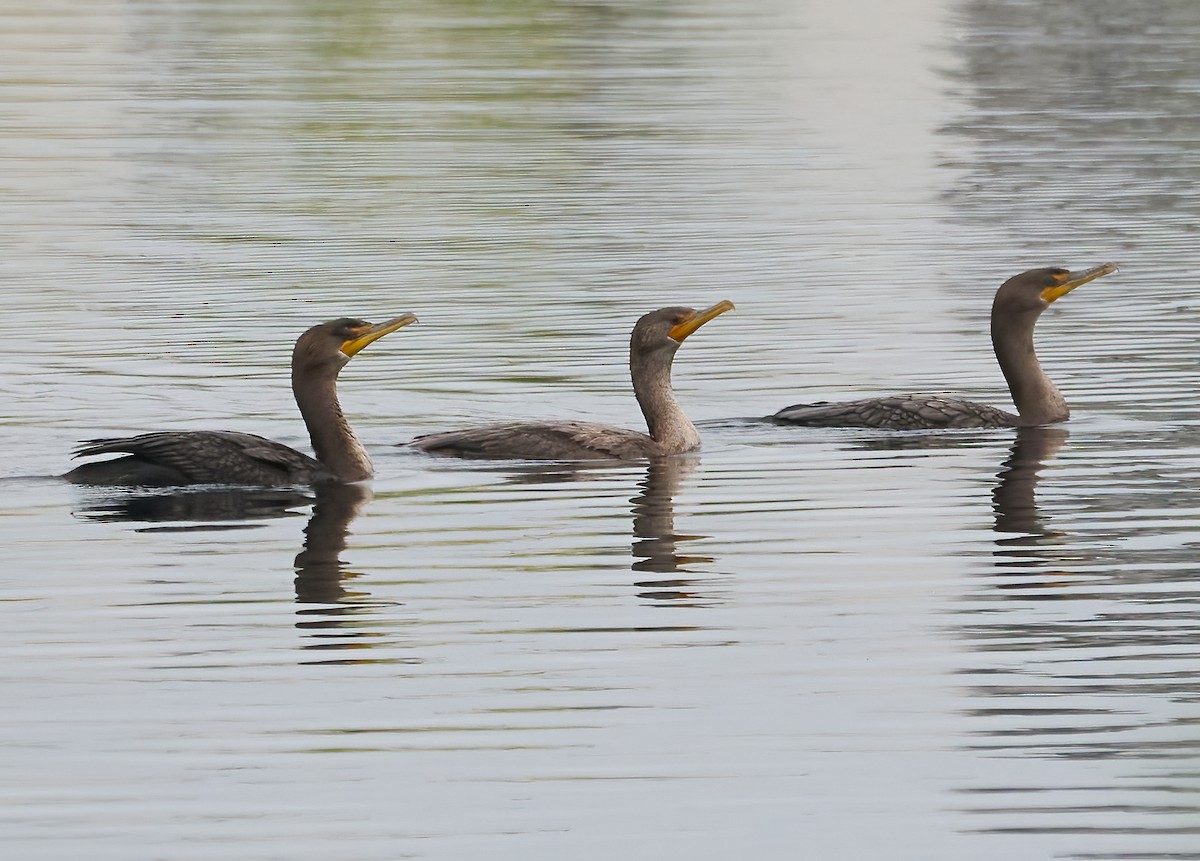 Double-crested Cormorant - ML642234349