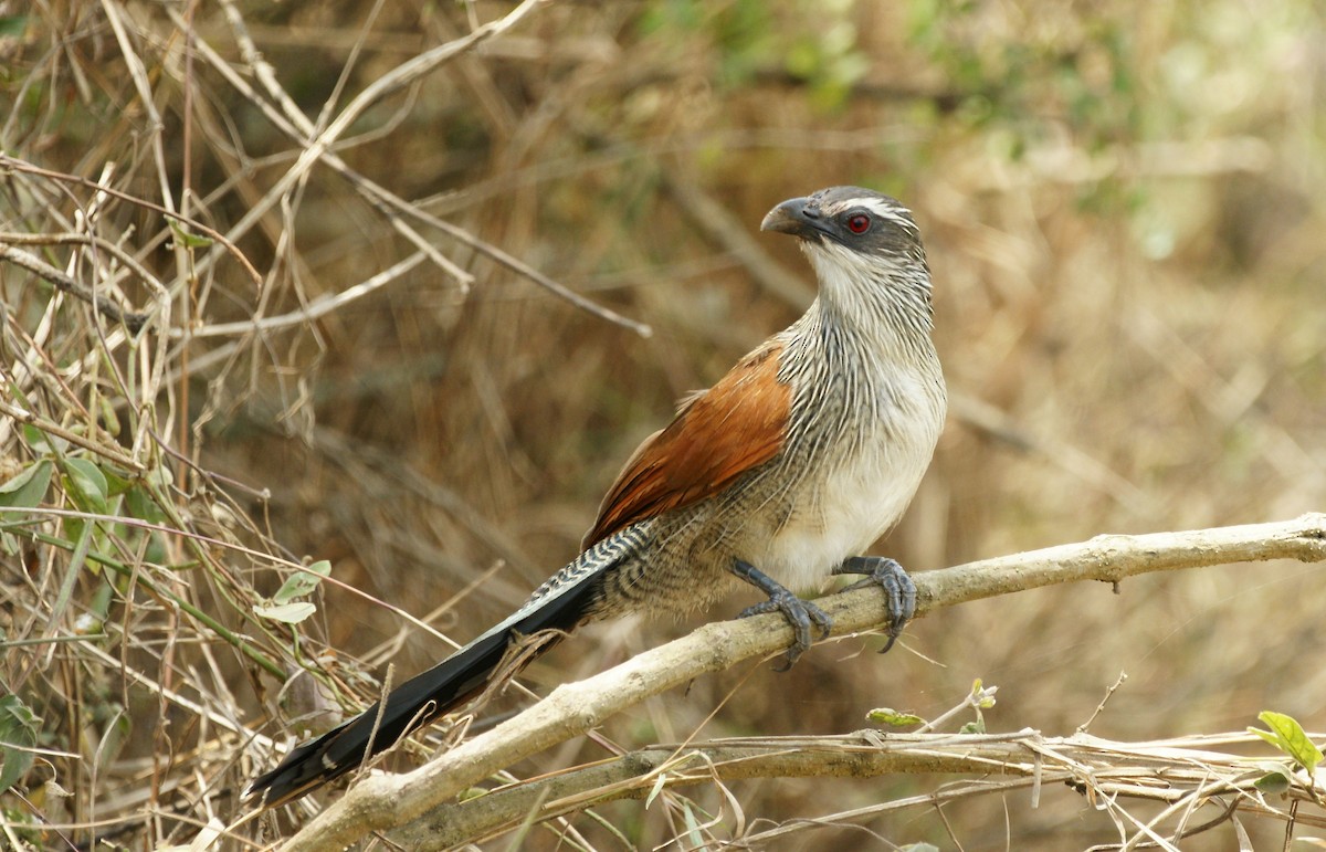 Weißbrauenkuckuck - ML642234374
