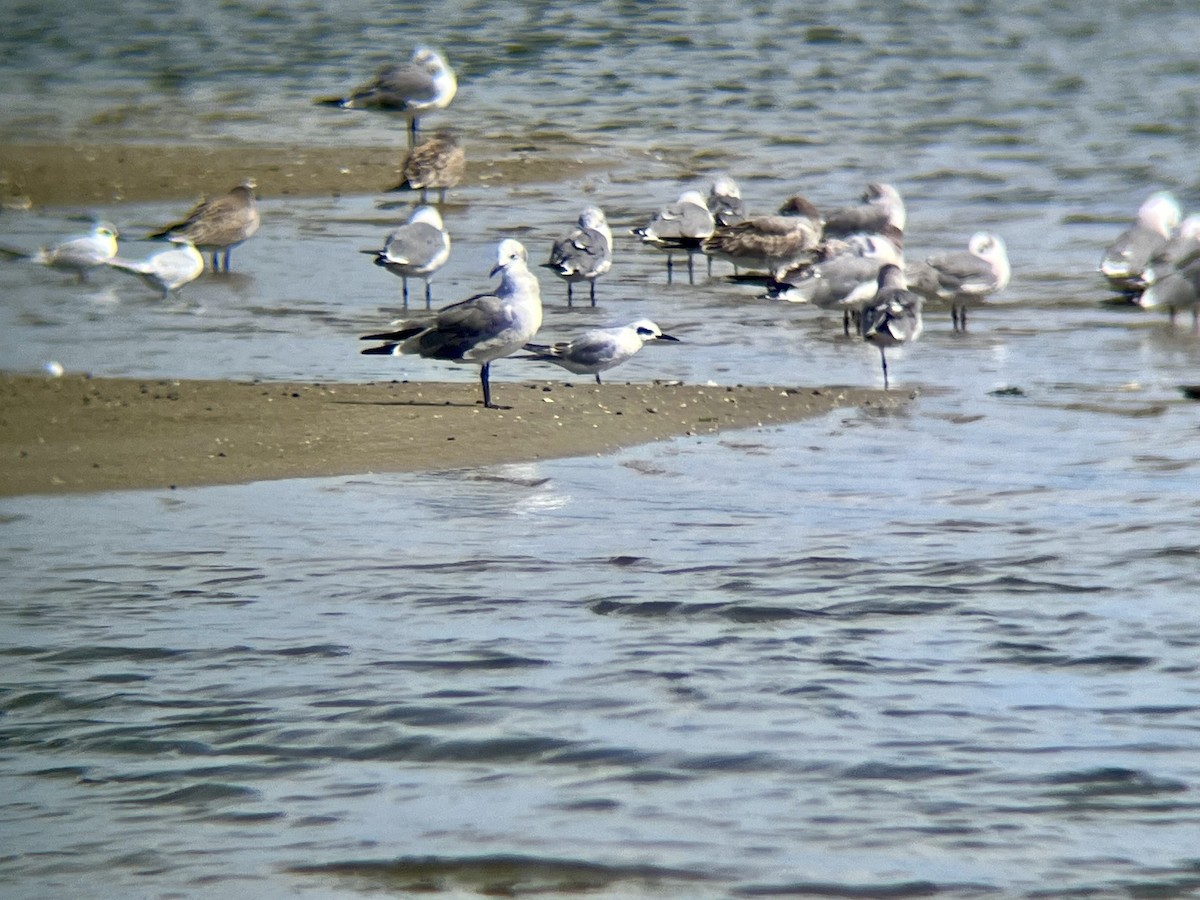 Forster's Tern - ML642234402