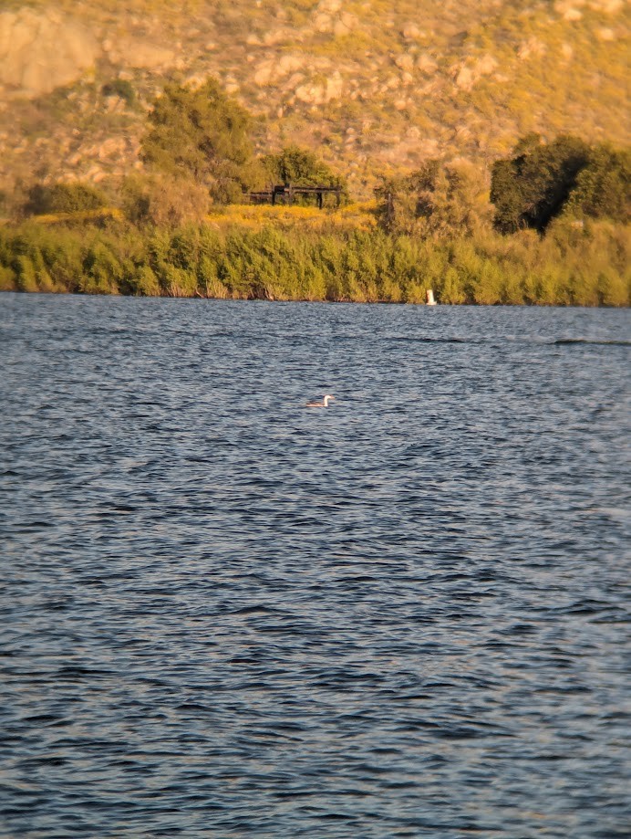 Clark's Grebe - ML642234426