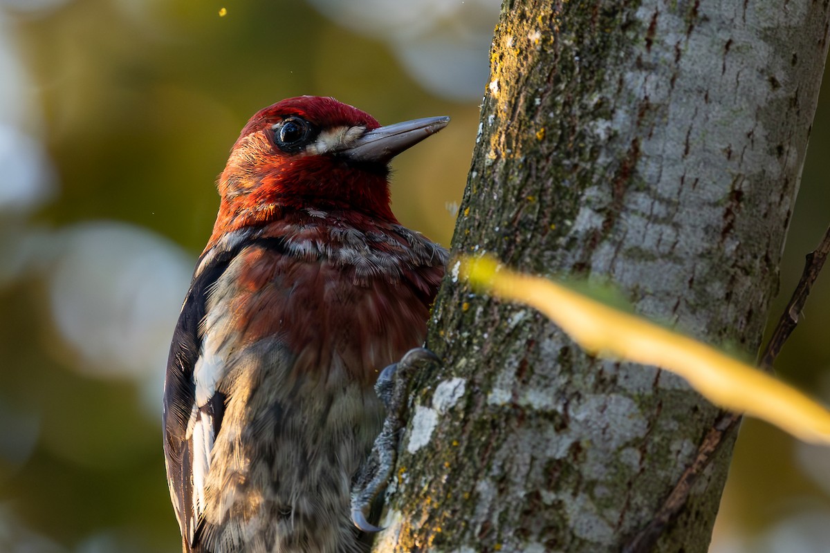 Red-breasted Sapsucker - ML642234451