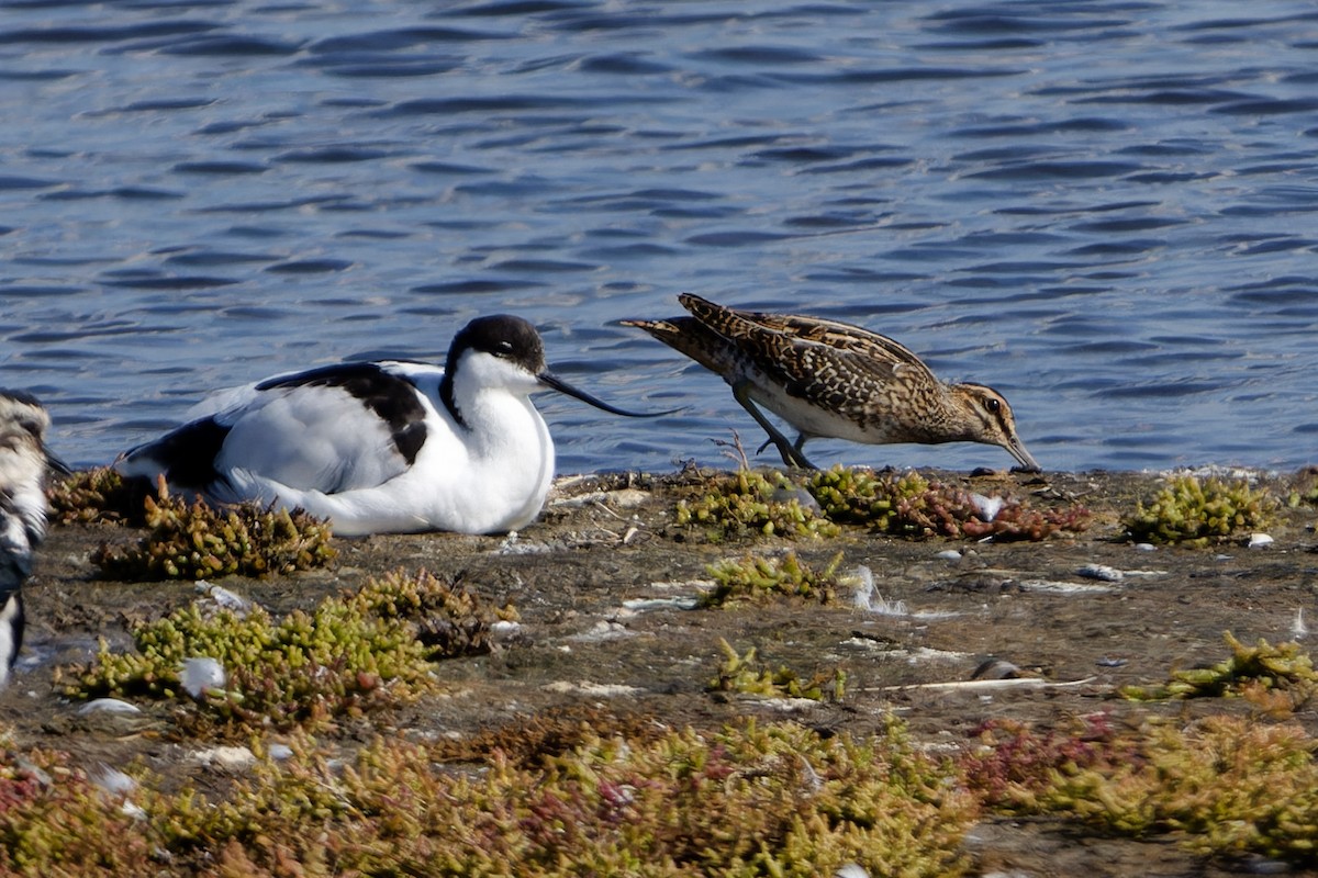 Pied Avocet - ML642234452