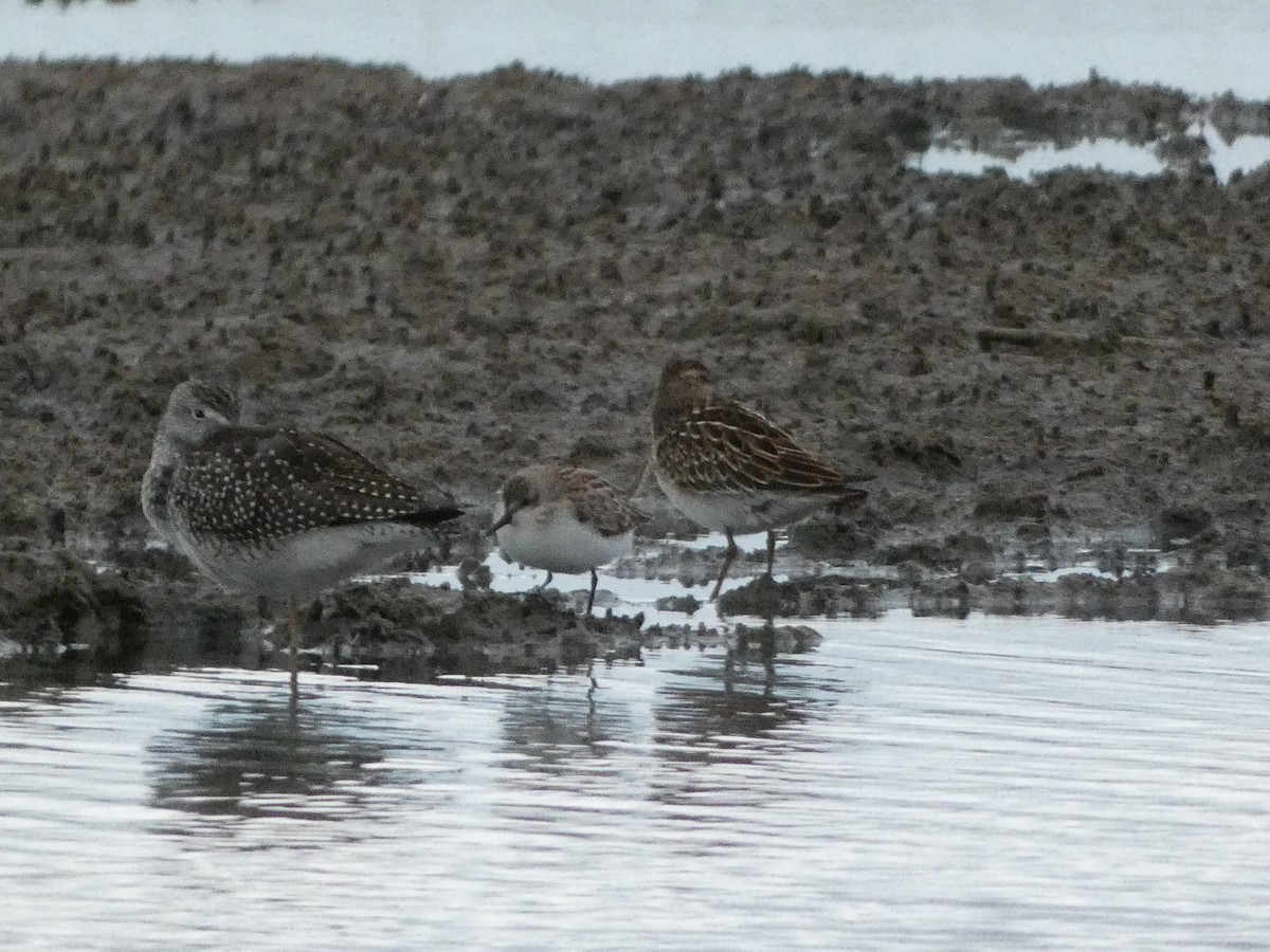 Graubrust-Strandläufer - ML642234489