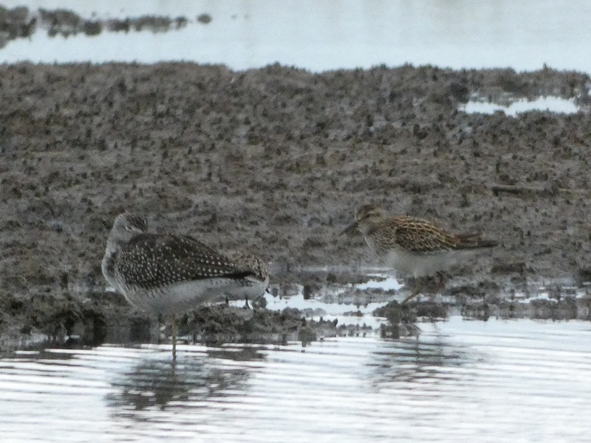 Graubrust-Strandläufer - ML642234490