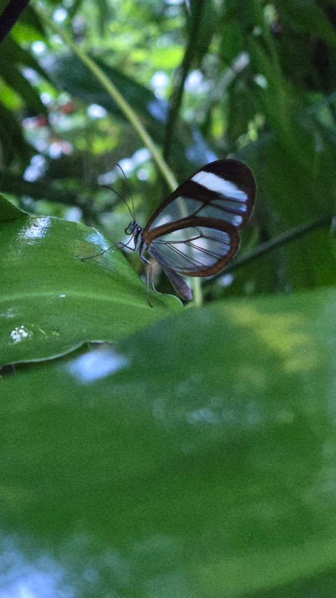 Glasswing Butterflies - ML642234521