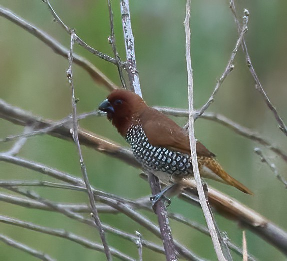 Scaly-breasted Munia - ML642234566