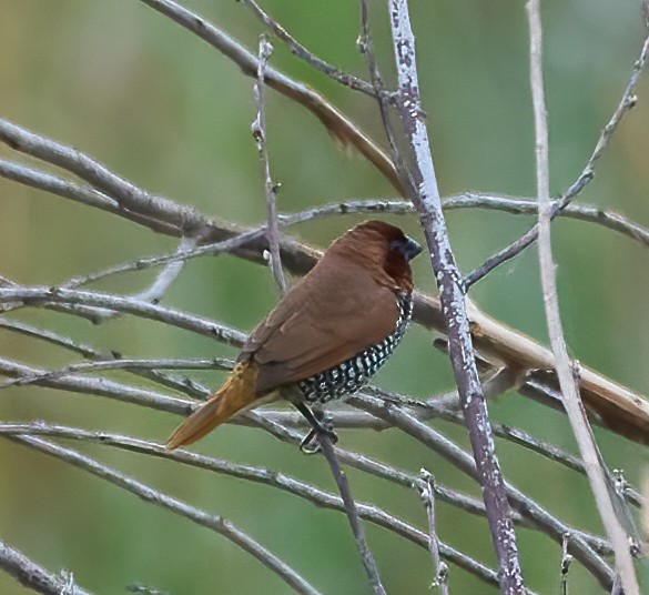 Scaly-breasted Munia - ML642234567