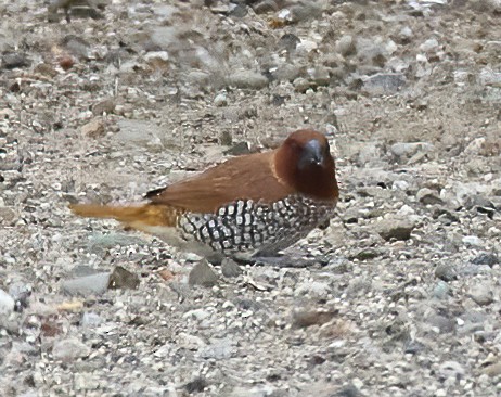 Scaly-breasted Munia - ML642234568