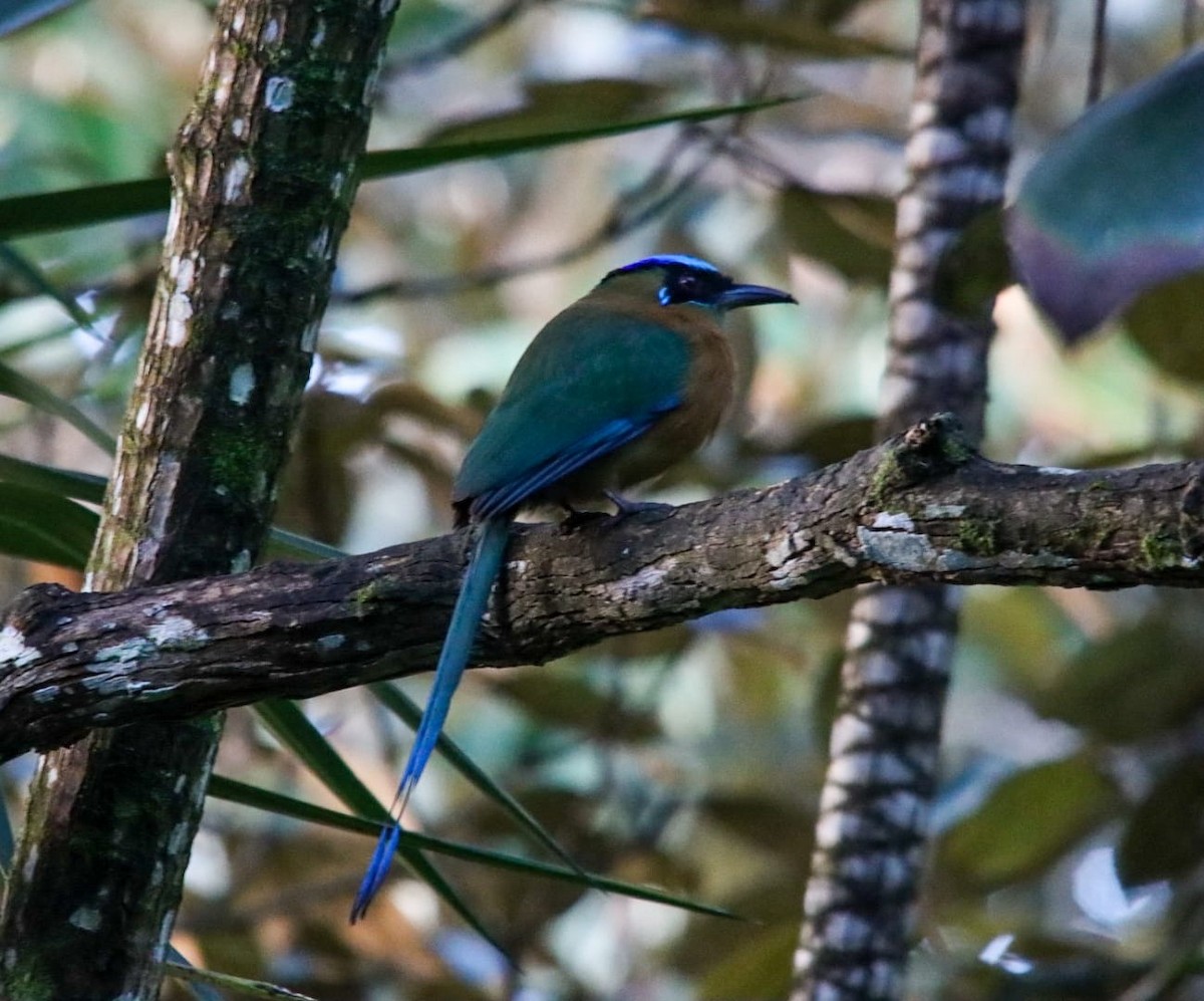 Motmot de Lesson - ML642234587