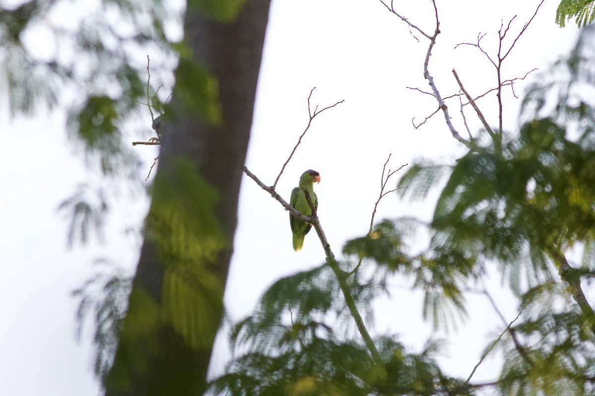 Lilac-crowned Amazon - ML642234598