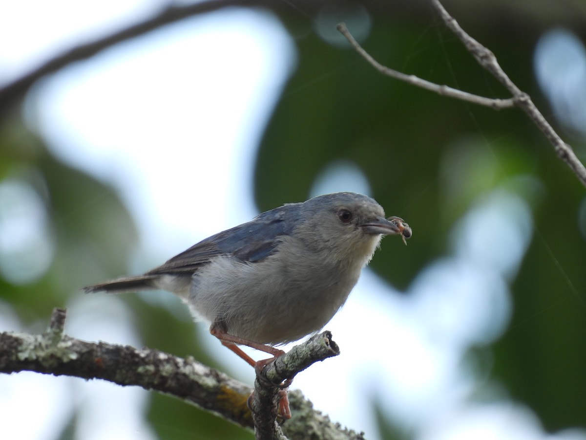 Bicolored Conebill - ML642234639