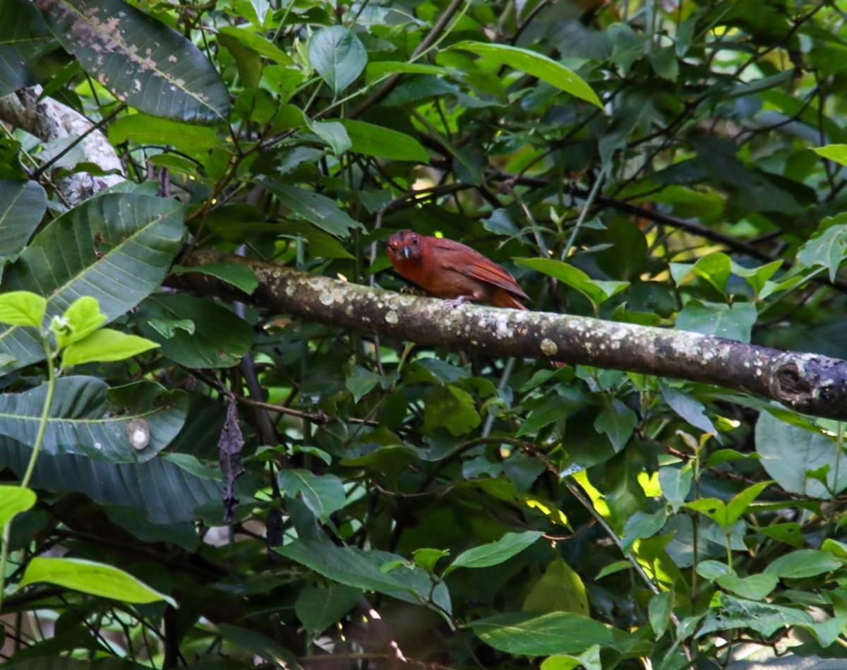Red-crowned Ant-Tanager - ML642234644