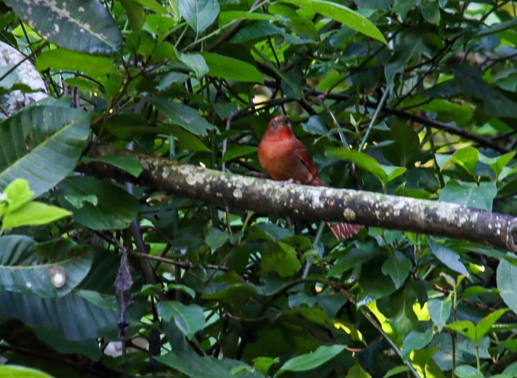 Red-crowned Ant-Tanager - ML642234645