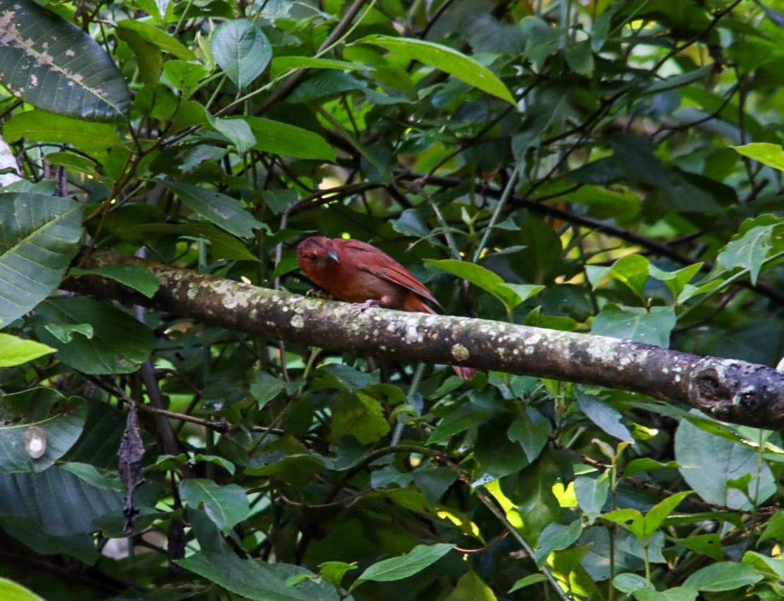 Red-crowned Ant-Tanager - ML642234646