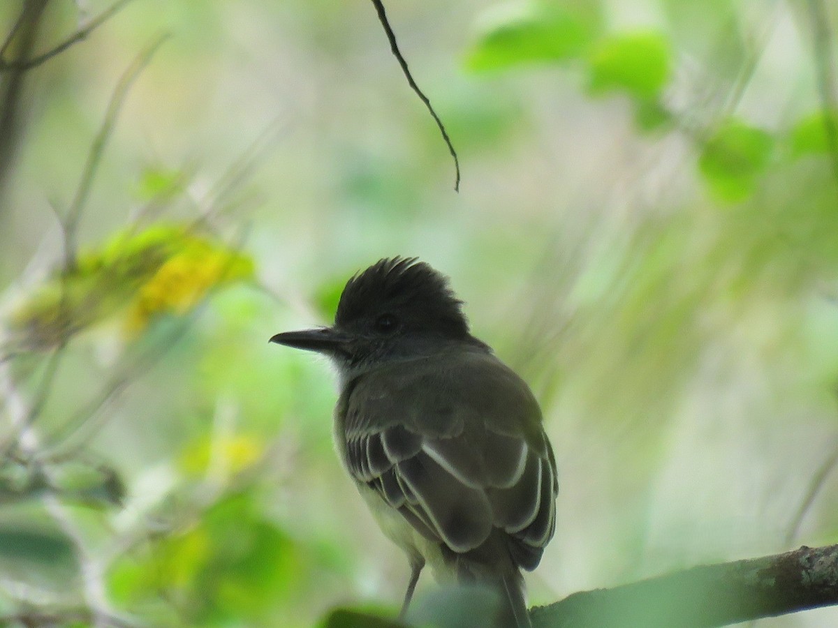 Apical Flycatcher - ML642234647