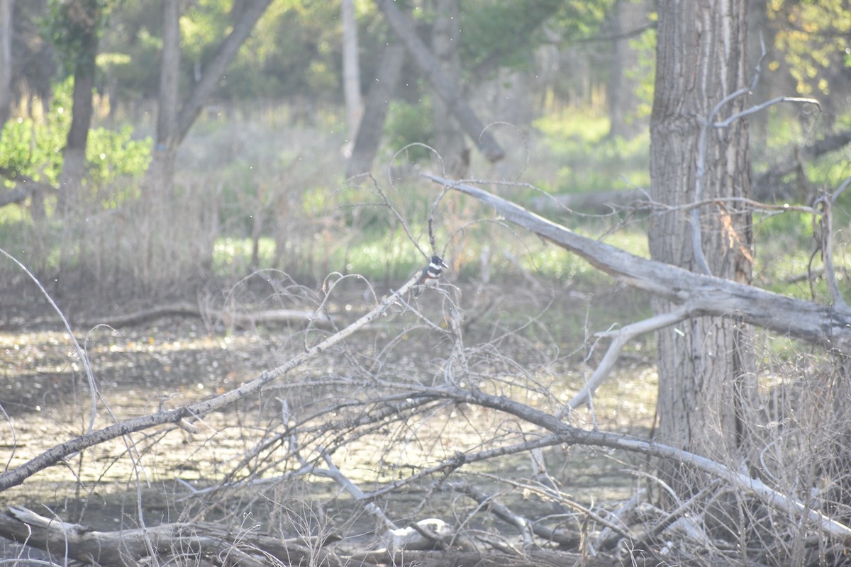 Belted Kingfisher - ML642234655