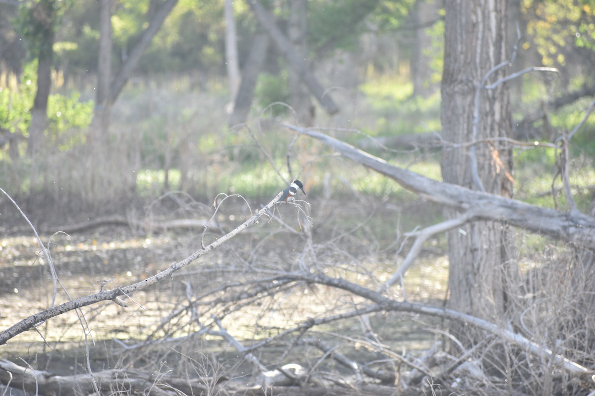 Belted Kingfisher - ML642234656
