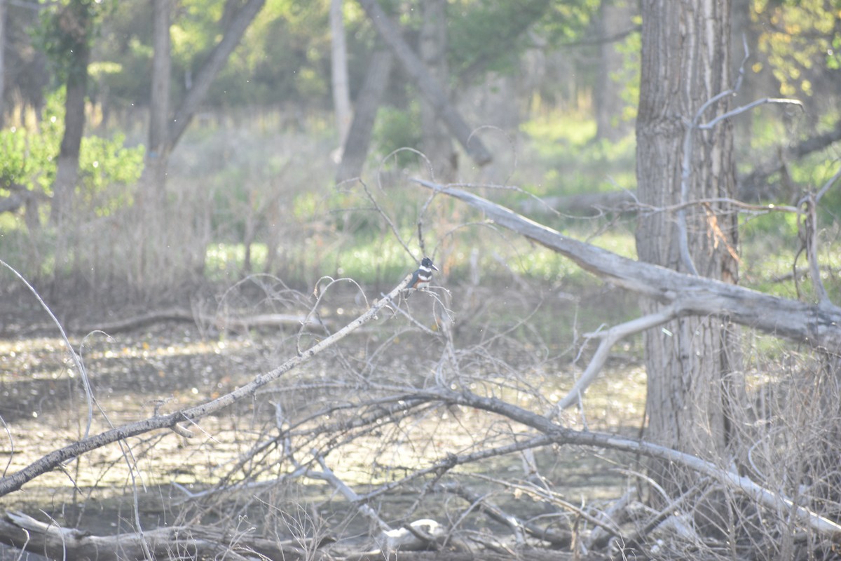 Belted Kingfisher - ML642234657