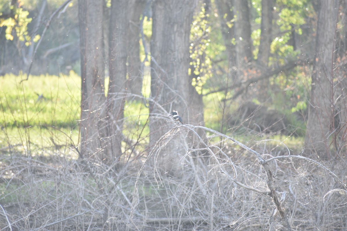 Belted Kingfisher - ML642234658