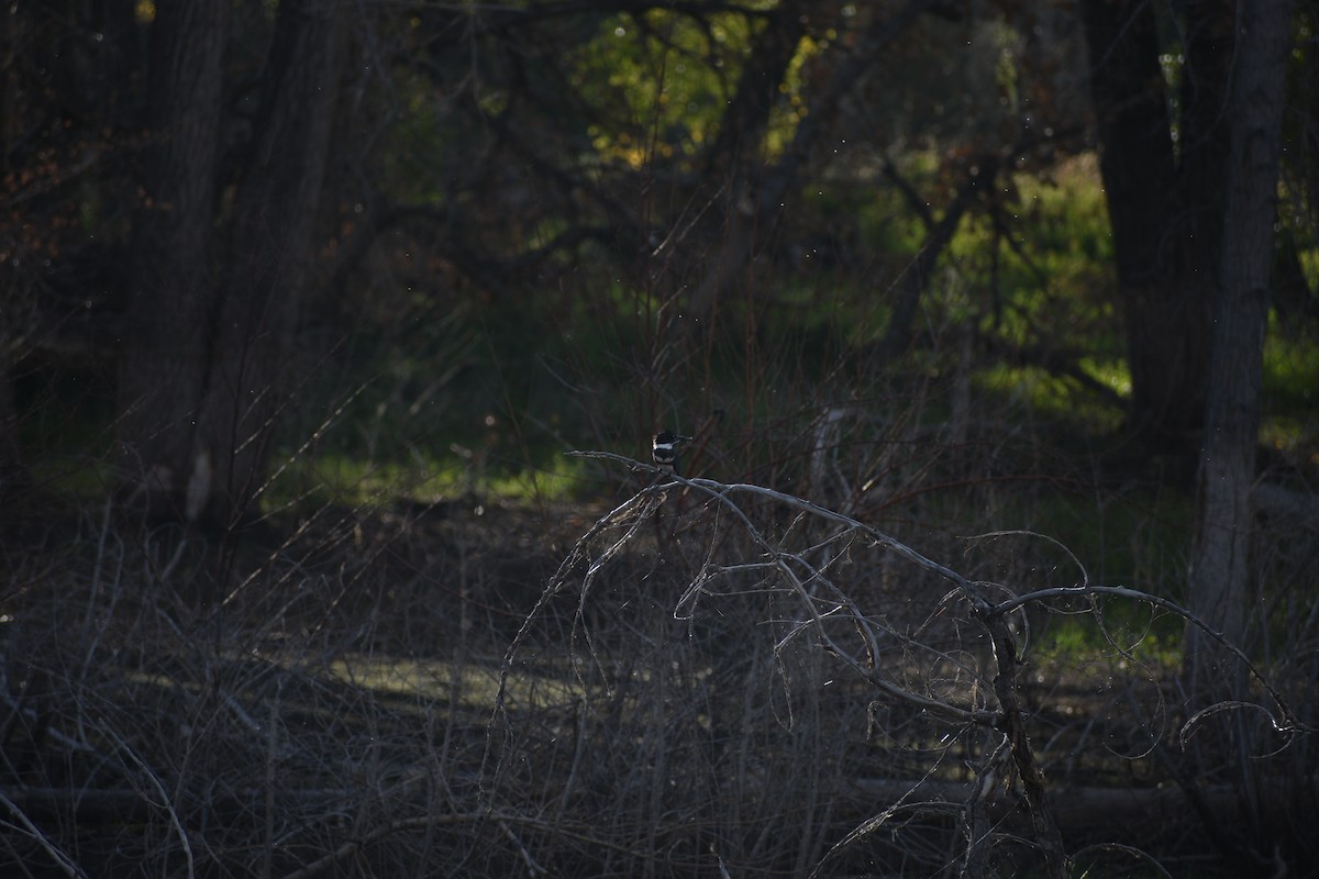 Belted Kingfisher - ML642234659