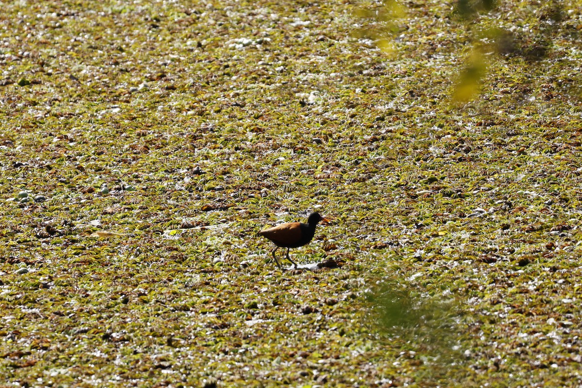 Wattled Jacana - ML642234682