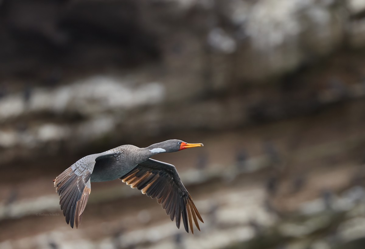 Red-legged Cormorant - ML642234684
