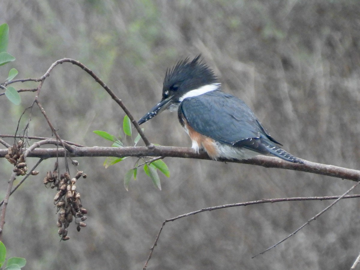 Belted Kingfisher - ML642234685