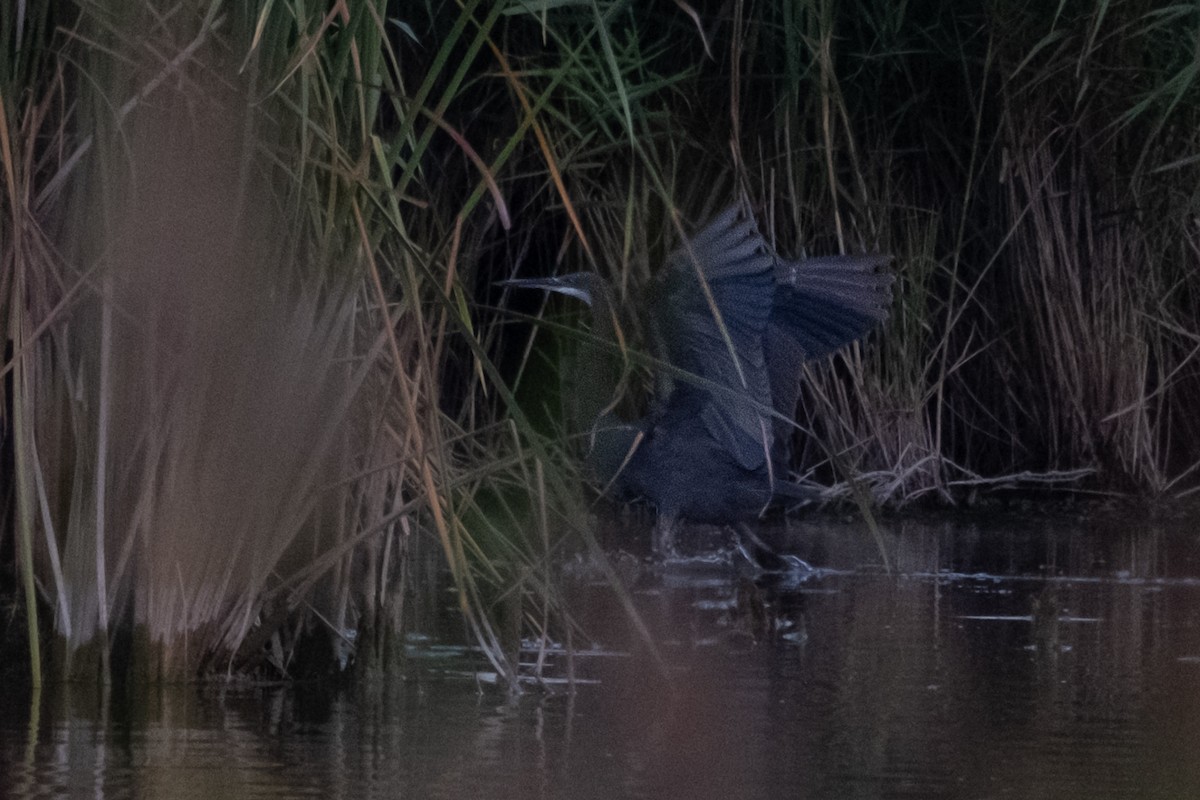 Western Reef-Heron - ML642234686