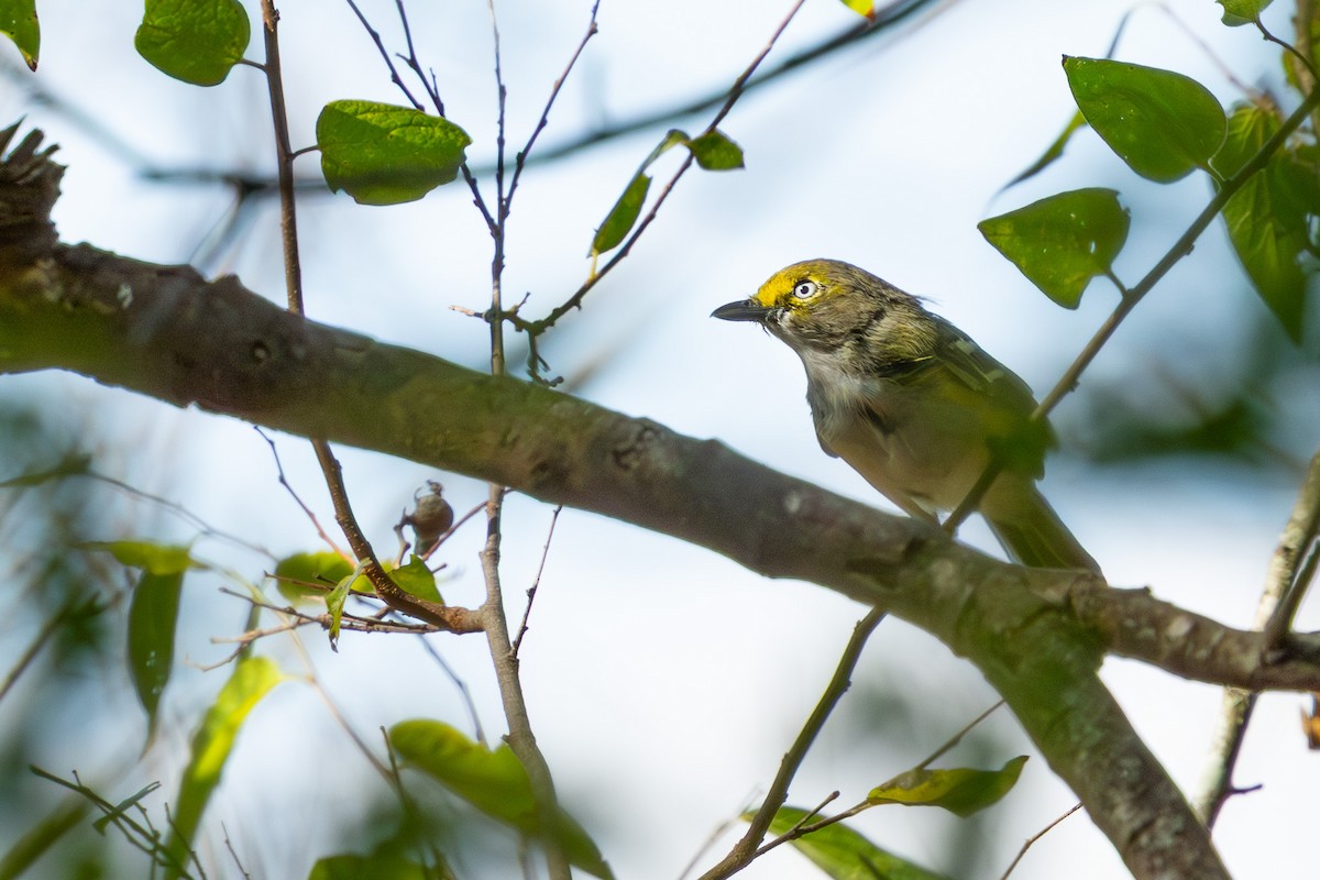White-eyed Vireo - ML642234688