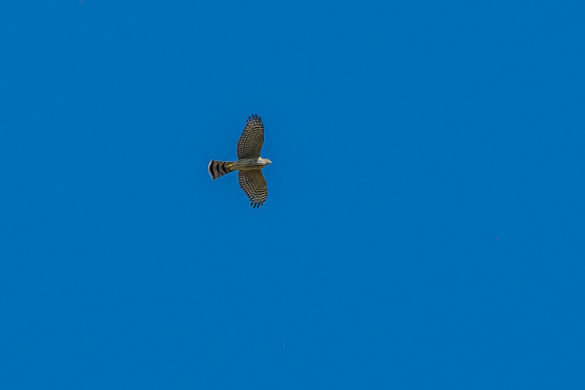 Sharp-shinned Hawk - ML642234689