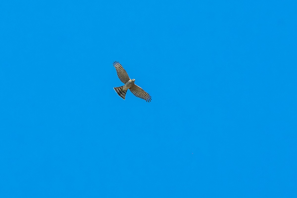 Sharp-shinned Hawk - ML642234690