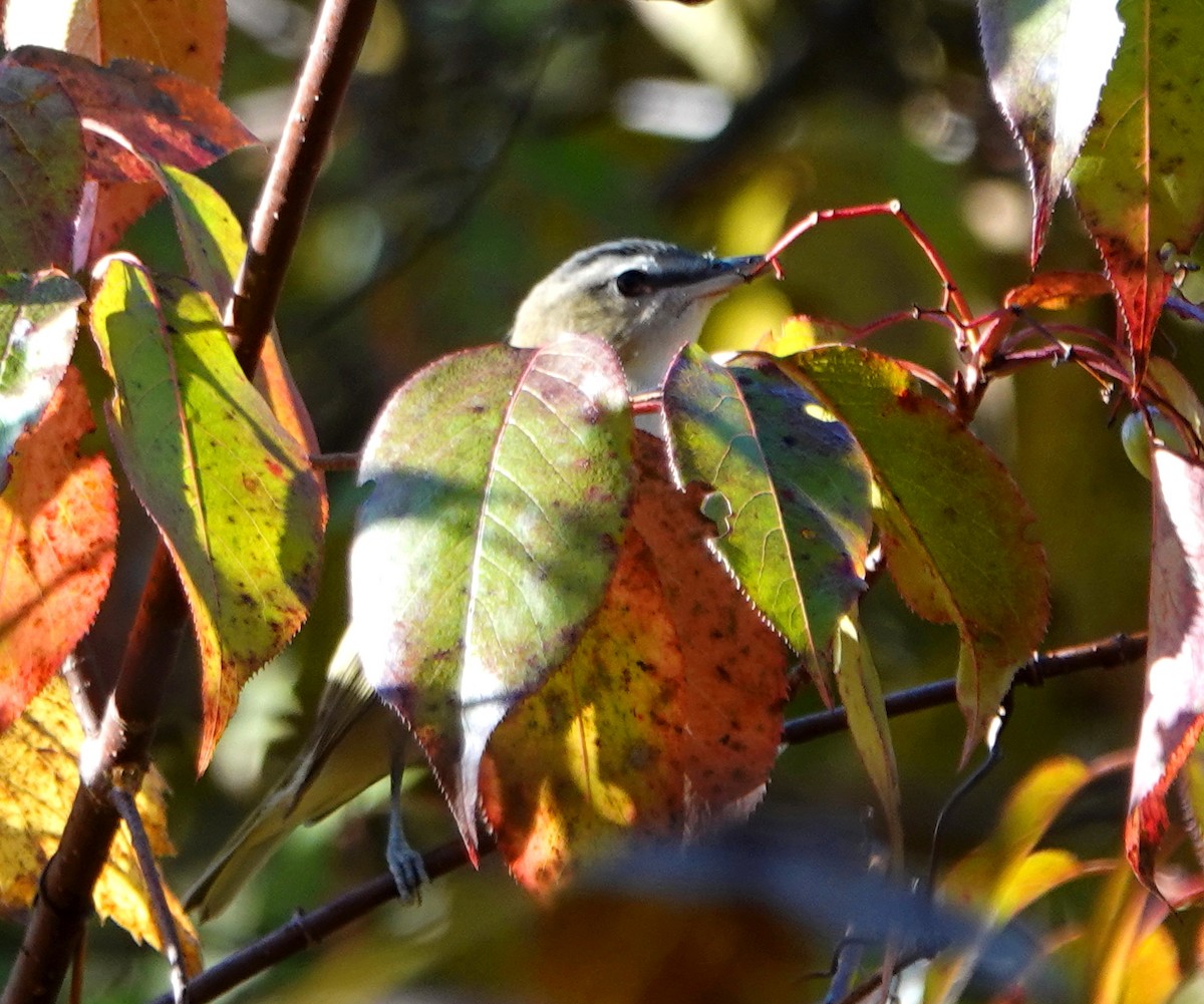 Red-eyed Vireo - ML642234691