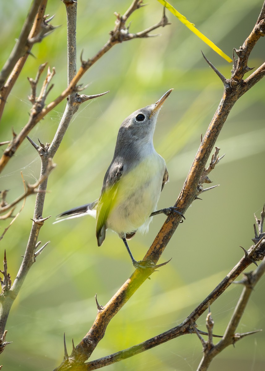 Blue-gray Gnatcatcher - ML642234694