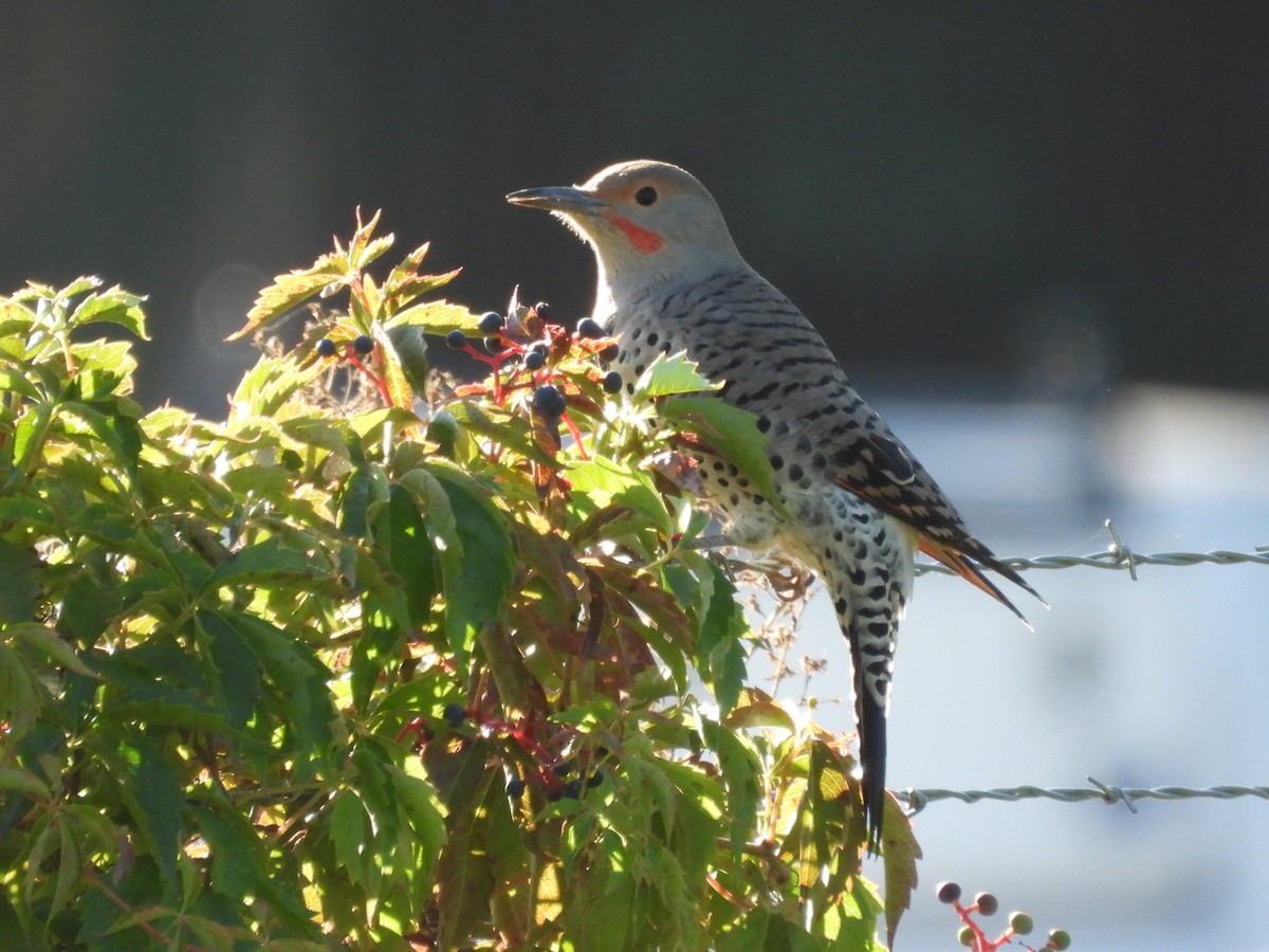 Northern Flicker (Red-shafted) - ML642234695