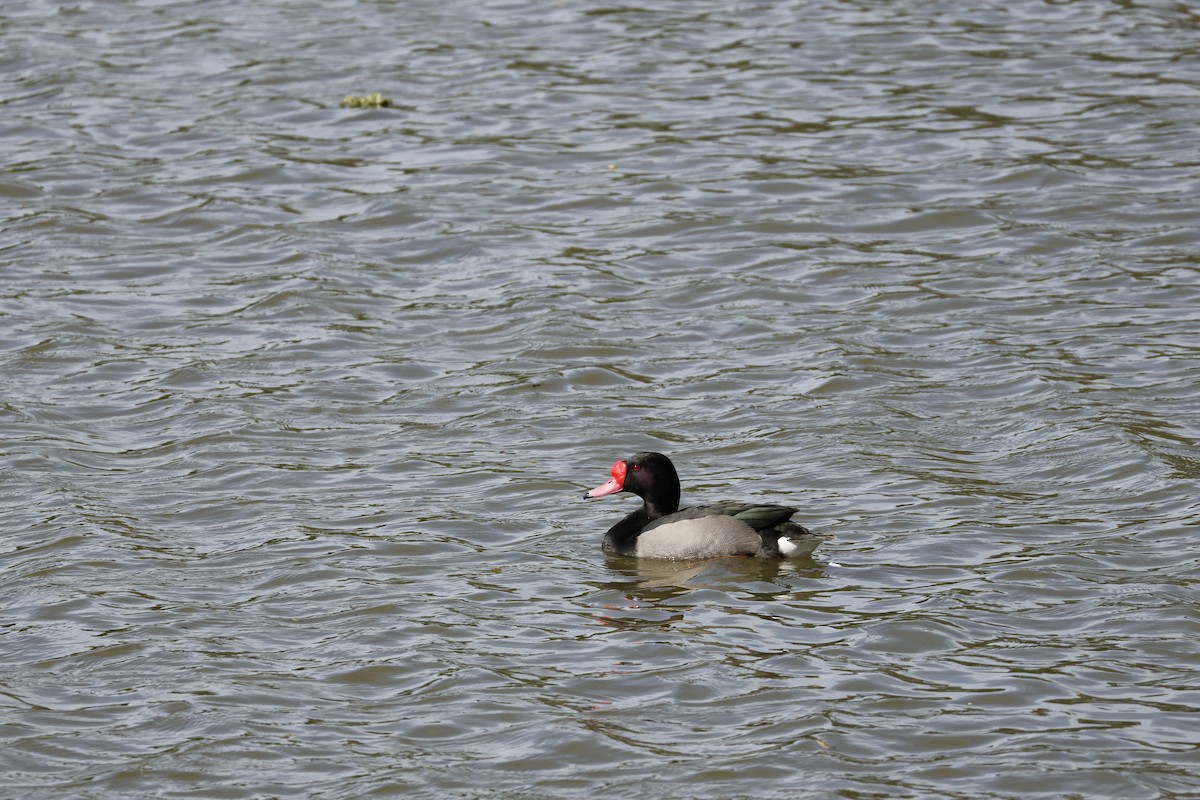Rosy-billed Pochard - ML642234697