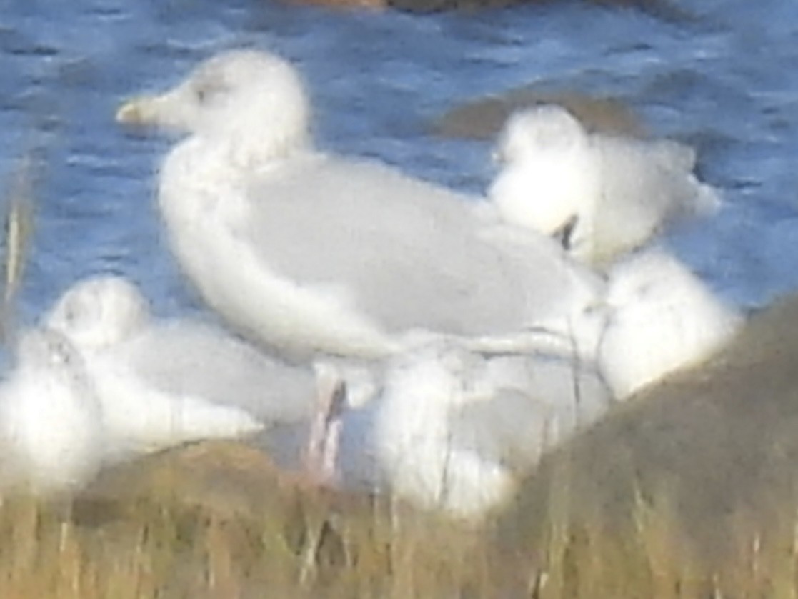 American Herring Gull - ML642234698